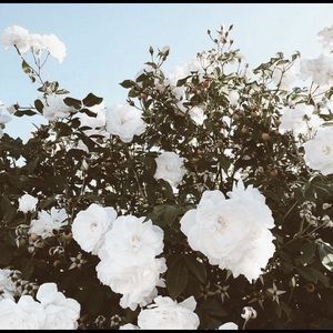 clothes for amoevive